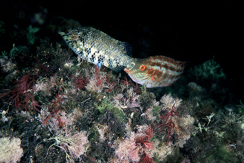 Symphodus roissali